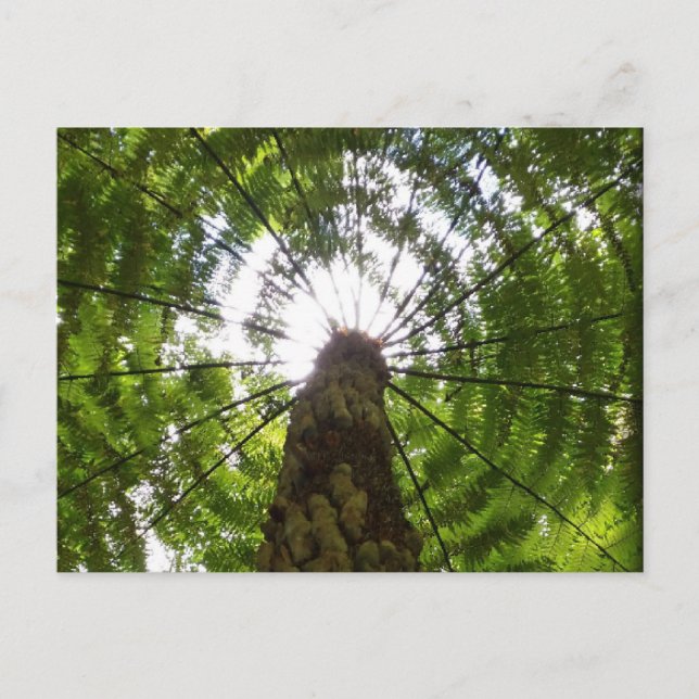 Cartão Postal Tree Fern (Frente)