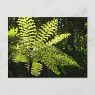 Cartão Postal Tree Fern na Floresta Tropical
