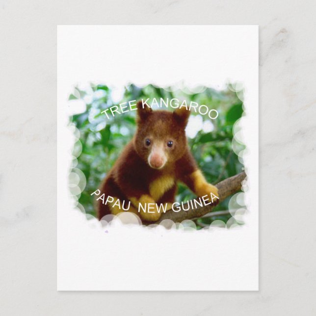Cartão Postal Tree kangaroo (Frente)