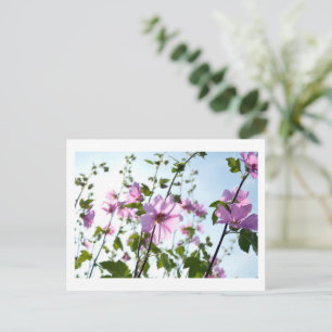 Cartão Postal Tree Mallow Blooms no Verão
