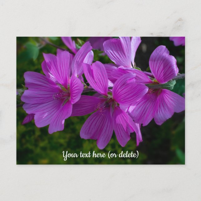 Cartão Postal Tree Mallow Postcard (Frente)