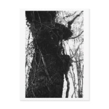 Tree Photography - Moriko