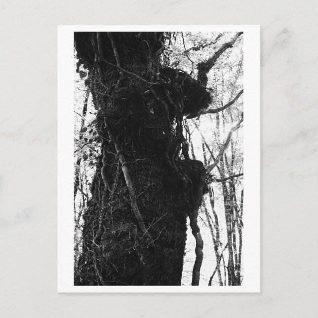 Cartão Postal Tree Photography - Moriko (Frente)