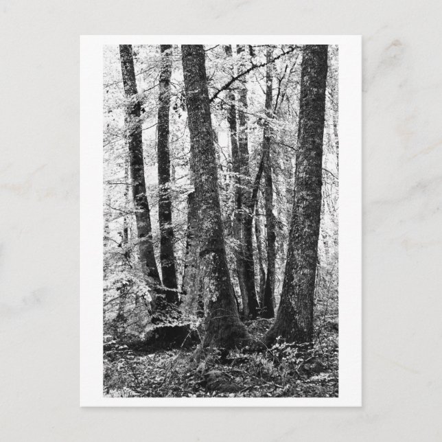 Cartão Postal Tree Photography - Sylva (Frente)