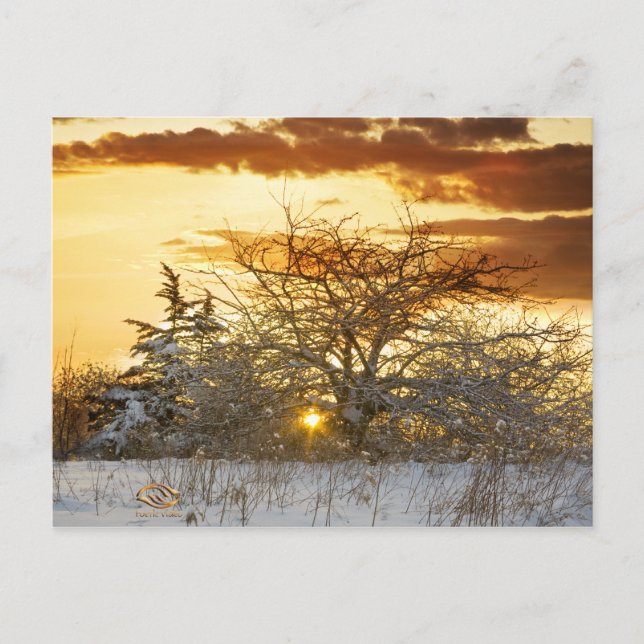 Cartão Postal Tree Sunset Winter Vermont (Frente)