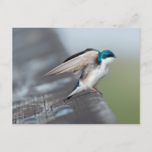 Cartão Postal Tree Swallow