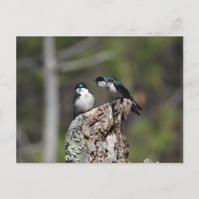 Cartão Postal Tree Swallow Yelling (Frente)