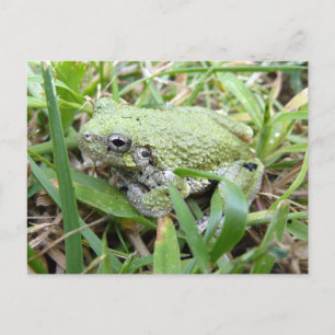 Cartão Postal Treefrog Cinza Oriental