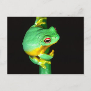 Cartão Postal Treefrog de Olhos Vermelhos australiano, Litoria c