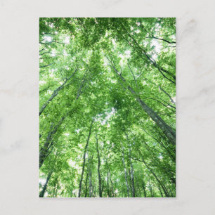 Cartão Postal Trees in a forest from the bottom view