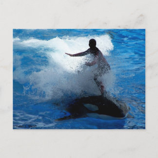 Cartão Postal Treinador montando baleia assassina orca fotografi