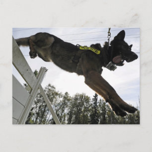 Cartão Postal Treinamento de cães da polícia german shepherd