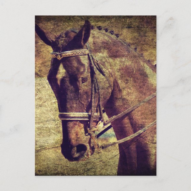 Cartão Postal Treinamento de equitação (Frente)