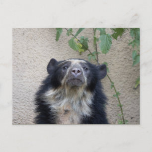 Cartão Postal Tremarctos ornatus - Brillenbär