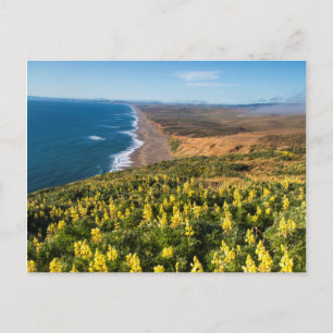 Cartão Postal Tremoceiro Amarelo Acima da Praia de Point Reyes