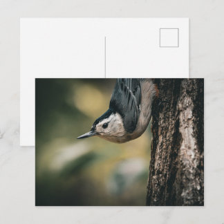 Cartão Postal Trepadeira