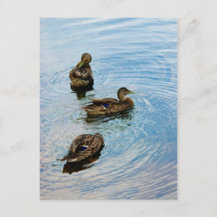 Cartão Postal Três