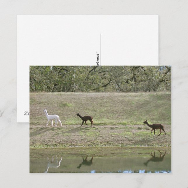 Cartão postal – Três Alpacas (Frente/Verso)