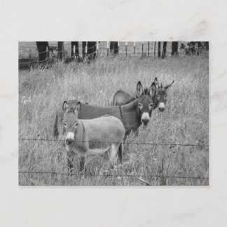 Cartão Postal Três amigo