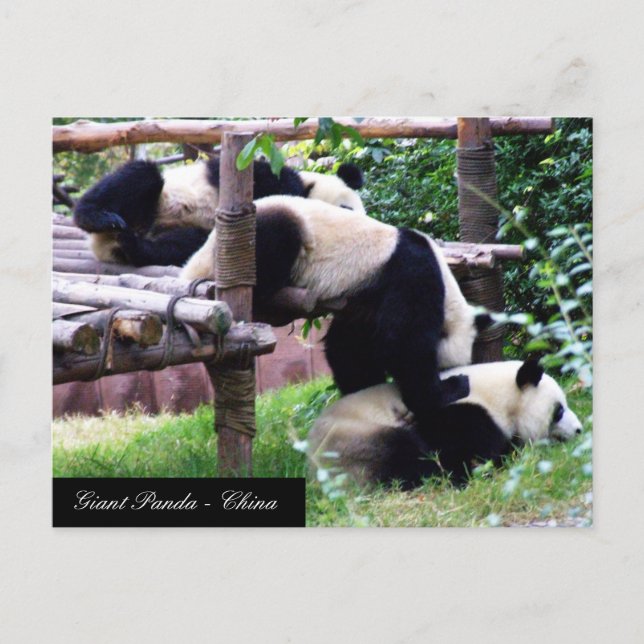 Cartão Postal Três Bears Panda se divertindo / China (Frente)