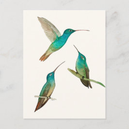Cartão Postal Três Beija-flores 