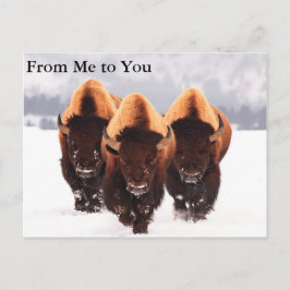 Cartão Postal Três Bison