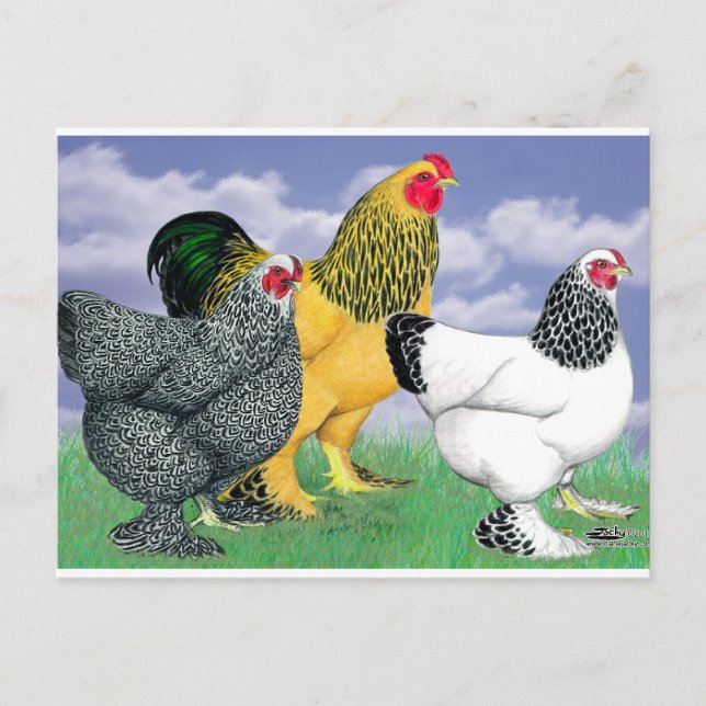 Cartão Postal Três Brahmas (Frente)