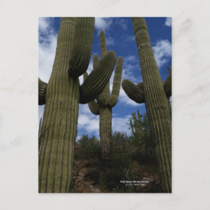 Cartão Postal Três cactos Saguaro gigantes com céu azul e nuvens