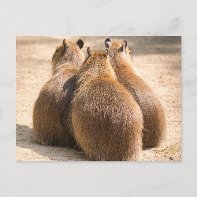 Cartão Postal Três Capybara (Frente)