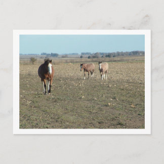 Cartão Postal três cavalos