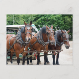 Cartão Postal Três Cavalos de Rascunho Castanho