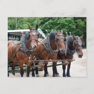 Cartão Postal Três Cavalos de Rascunho Castanho