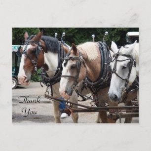 Cartão Postal Três Cavalos de Trato Obrigado