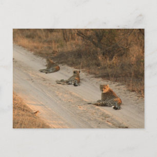 Cartão Postal Três Cheetahs em Dirt Road em Sunrise - Cartão-pos