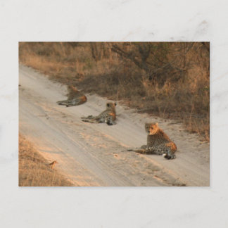 Cartão Postal Três Cheetahs em Dirt Road em Sunrise - Cartão-pos