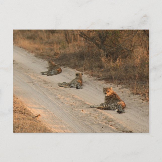 Cartão Postal Três Cheetahs em Dirt Road em Sunrise - Cartão-pos (Frente)