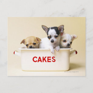 Cartão Postal Três Chinhuahua Puppies