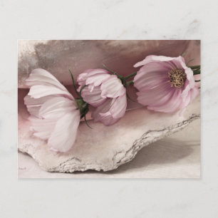 Cartão Postal Três Cosmos Rosa