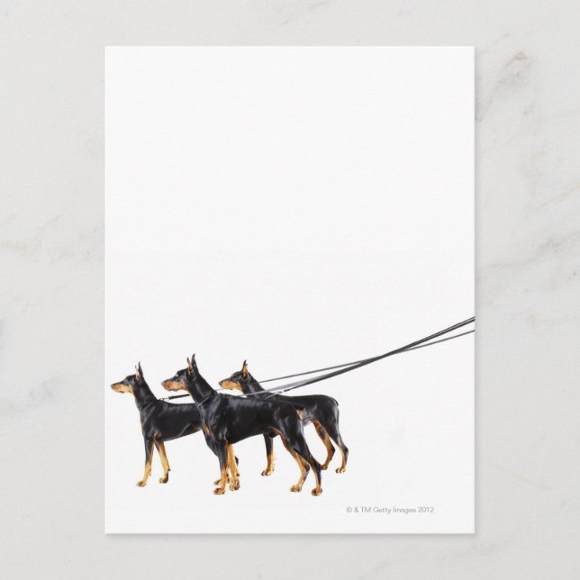 Cartão Postal Três Dobermans na coleira (Frente)
