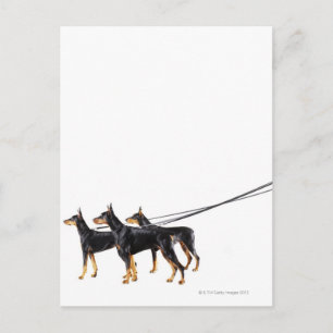 Cartão Postal Três Dobermans na coleira