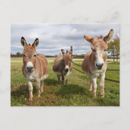 Cartão Postal Três Donkey