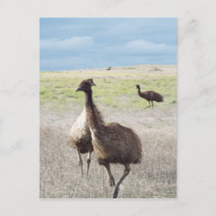 Cartão Postal três emu