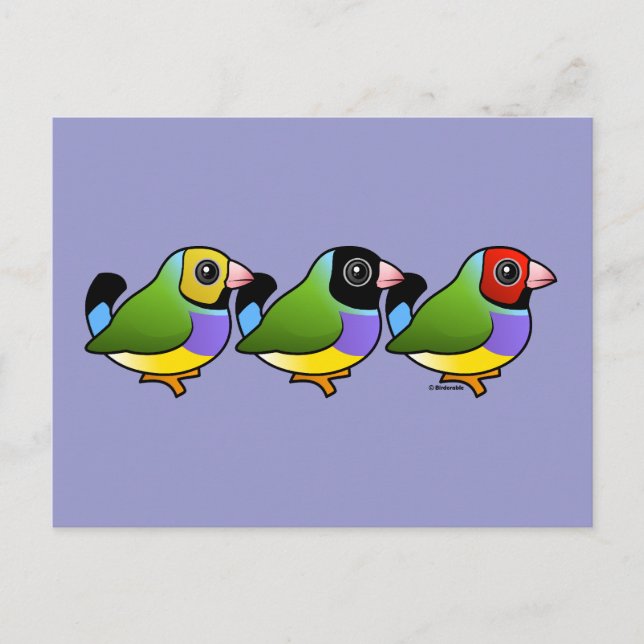 Cartão Postal Três Finches Gouldian (Frente)
