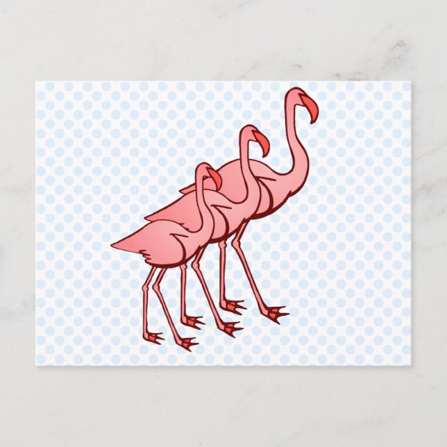 Cartão Postal Três flamingos (Frente)