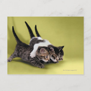 Cartão Postal Três gatinhos se abraçando