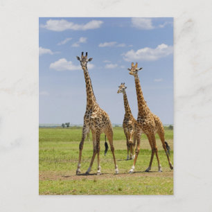 Cartão Postal três girafas Masai, Girafa camelopardalis