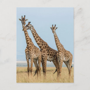 Cartão Postal Três girafas posando