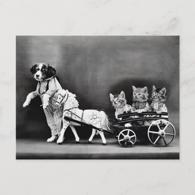 Cartão Postal Três Kitten Pony Ride (Frente)