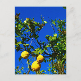 Cartão Postal Três Lemons sicilianos