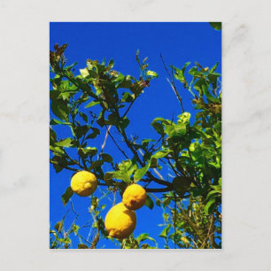 Cartão Postal Três Lemons sicilianos